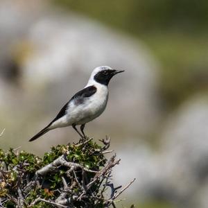 Black-eared Wheatear