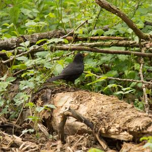 Eurasian Blackbird