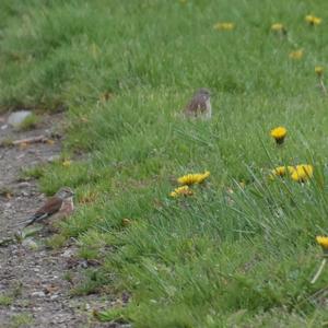 Eurasian Linnet