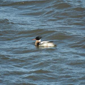 Red-breasted Merganser