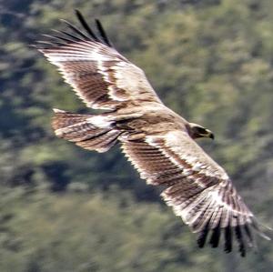 Steppe Eagle