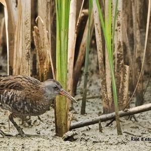 Water Rail