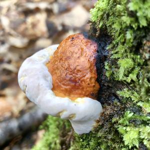 Resinous Polypore