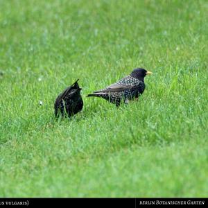 Common Starling