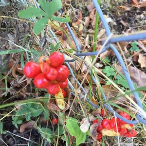 Unknown Species