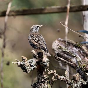 Common Starling