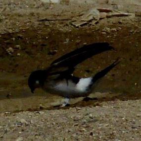 Northern House-martin