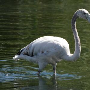 Greater Flamingo