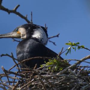 Great Cormorant