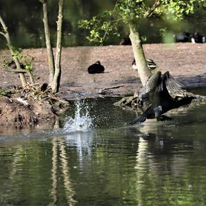 Great Cormorant