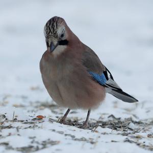 Eurasian Jay