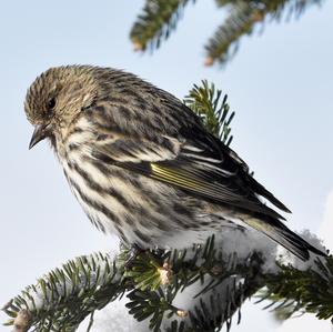 Pine Siskin