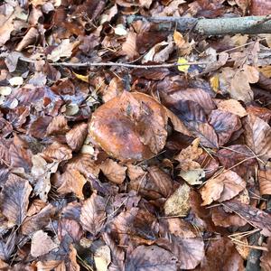 King Bolete