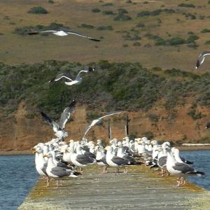 Lesser Black-backed Gull