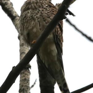 Common Kestrel