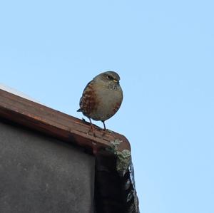 Alpine Accentor