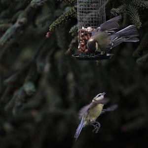 Blue Tit