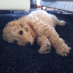 Unknown Breed