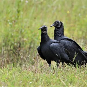 Black Vulture