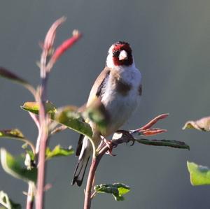 European Goldfinch