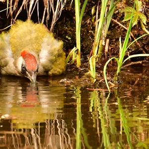 Eurasian Green Woodpecker