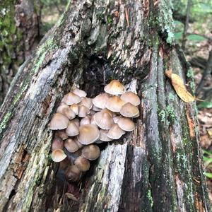 Bleeding Mycena