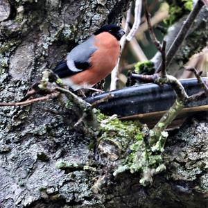 Eurasian Bullfinch