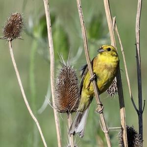 Yellowhammer