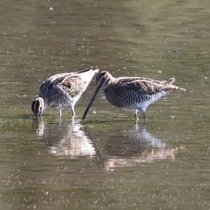 Common Snipe