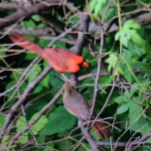 Northern Cardinal