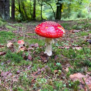 Fly Agaric