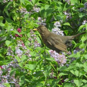 Eurasian Blackbird