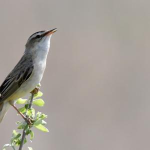 Sedge Warbler