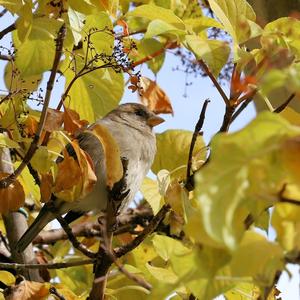 Blackcap