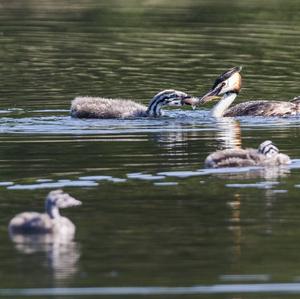 Great Crested Grebe