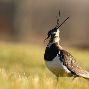 Northern Lapwing