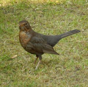 Eurasian Blackbird