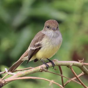 Large-billed Flycatcher