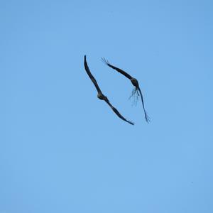 Black Kite