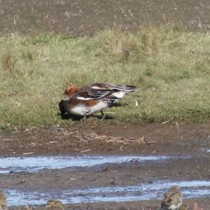 Eurasian Wigeon