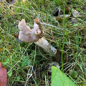 Fluted White Helvella