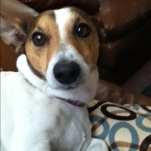 Jack Russell Terrier