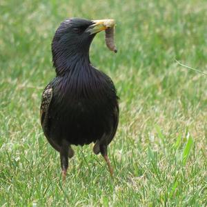 Common Starling