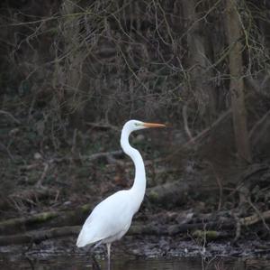 Great Egret