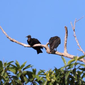 Black Vulture