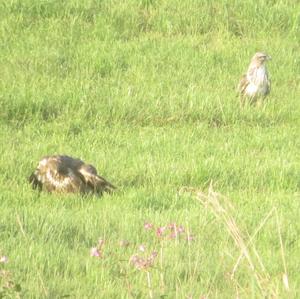 Common Buzzard