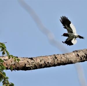 Red-headed Woodpecker