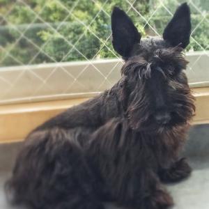 Scottish Terrier