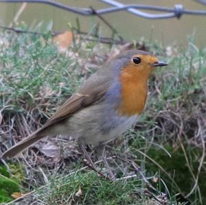 European Robin