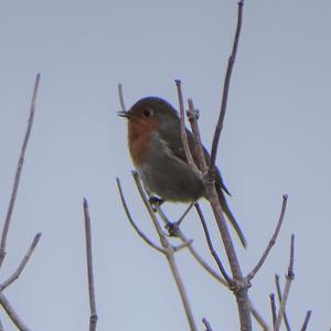 European Robin